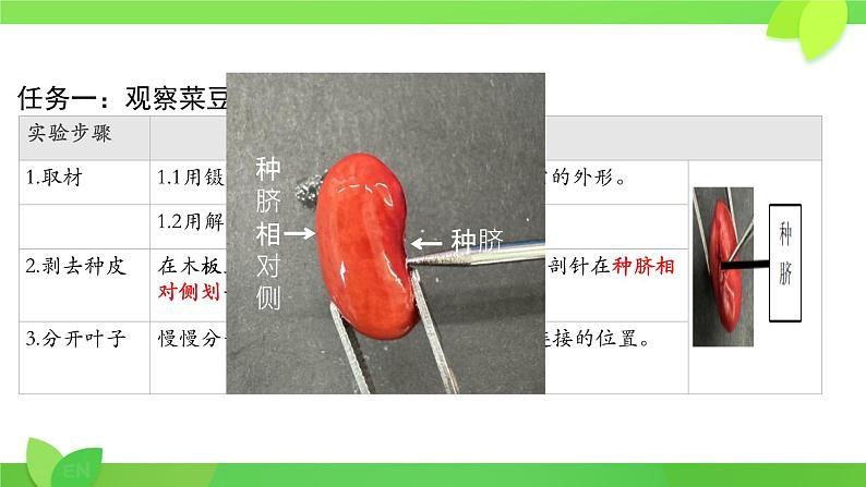 初中 生物 人教版(2024) 七年级上册 第二单元 第一章 植物的类群 第二节 种子植物 课件第5页