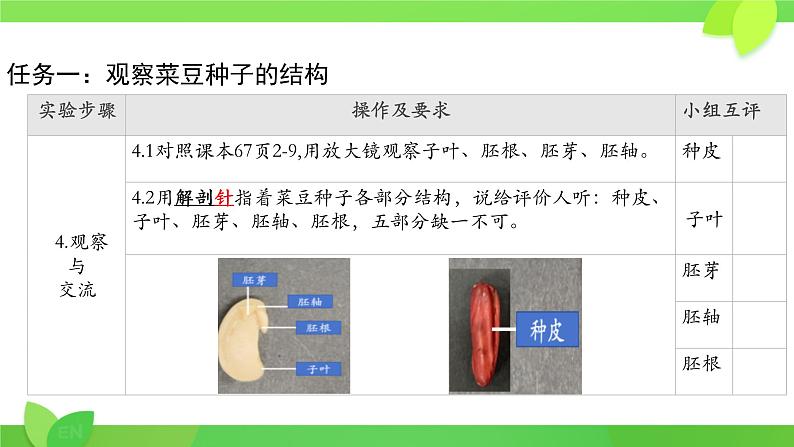 初中 生物 人教版(2024) 七年级上册 第二单元 第一章 植物的类群 第二节 种子植物 课件第6页