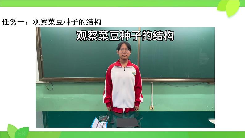 初中 生物 人教版(2024) 七年级上册 第二单元 第一章 植物的类群 第二节 种子植物 课件第7页