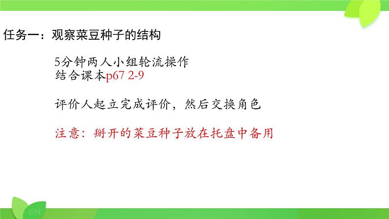 初中 生物 人教版(2024) 七年级上册 第二单元 第一章 植物的类群 第二节 种子植物 课件第8页