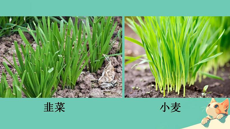 初中 生物 人教版(2024) 七年级上册 第一单元 第一章第一节 观察周边环境中的生物 课件第3页