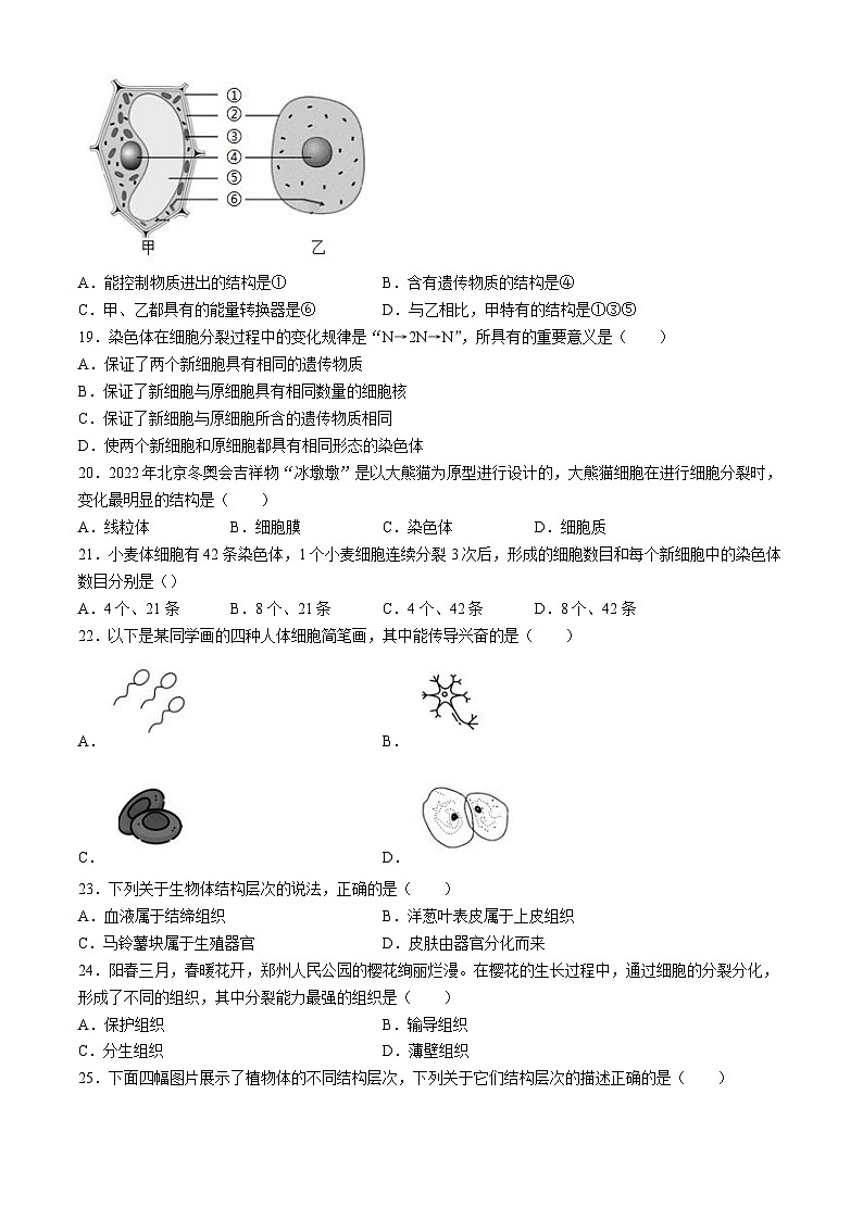 安徽省宿州市第十一中学2024-2025学年七年级上学期期中生物学试题第3页