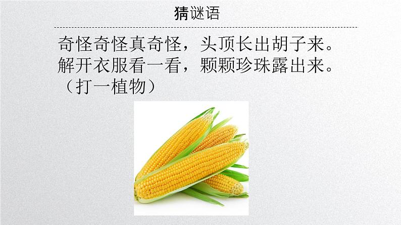 初中 生物 人教版(2024) 七年级上册 第一单元 第一章第一节 观察周边环境中的生物 课件第3页