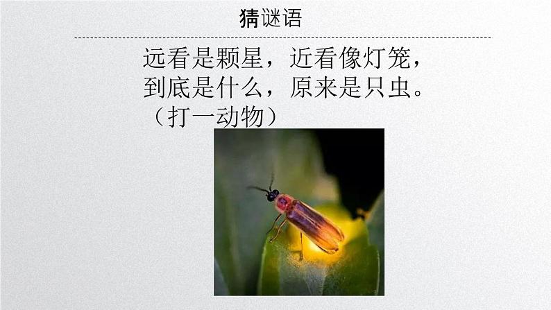 初中 生物 人教版(2024) 七年级上册 第一单元 第一章第一节 观察周边环境中的生物 课件第6页