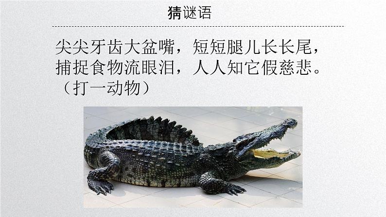 初中 生物 人教版(2024) 七年级上册 第一单元 第一章第一节 观察周边环境中的生物 课件第7页
