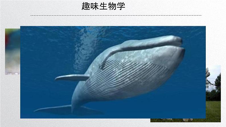 初中 生物 人教版(2024) 七年级上册 第一单元 第一章第一节 观察周边环境中的生物 课件第8页