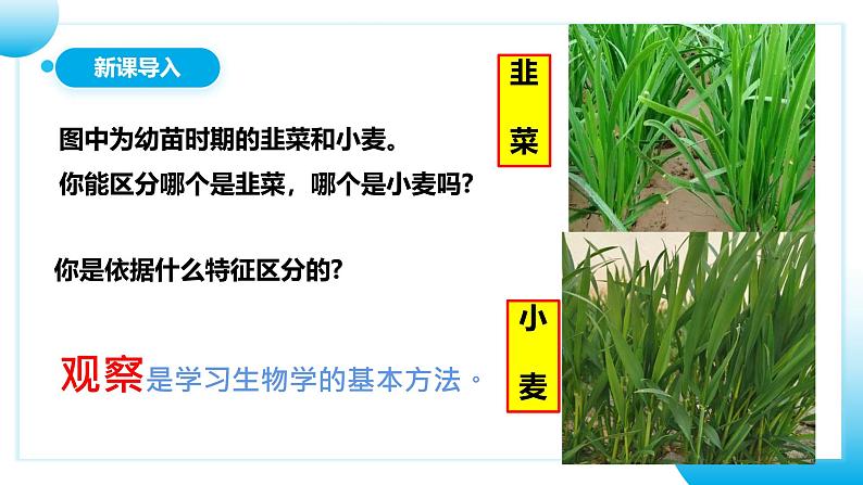 初中 生物 人教版(2024) 七年级上册 第一单元 第一章第一节 观察周边环境中的生物 课件第5页