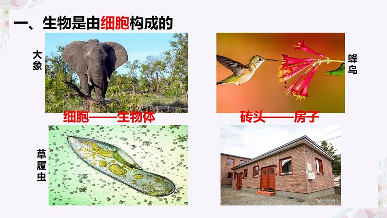 初中 生物 人教版(2024) 七年级上册 第一单元 第一章 第二节 生物的特征 课件第6页