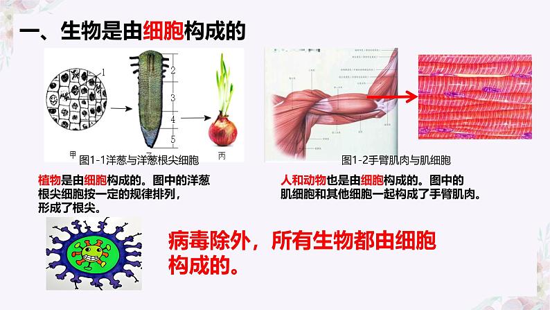 初中 生物 人教版(2024) 七年级上册 第一单元 第一章 第二节 生物的特征 课件第7页