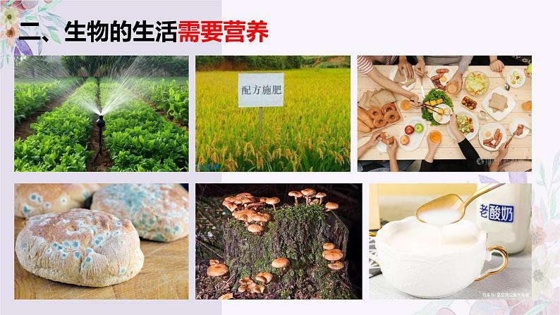 初中 生物 人教版(2024) 七年级上册 第一单元 第一章 第二节 生物的特征 课件第8页