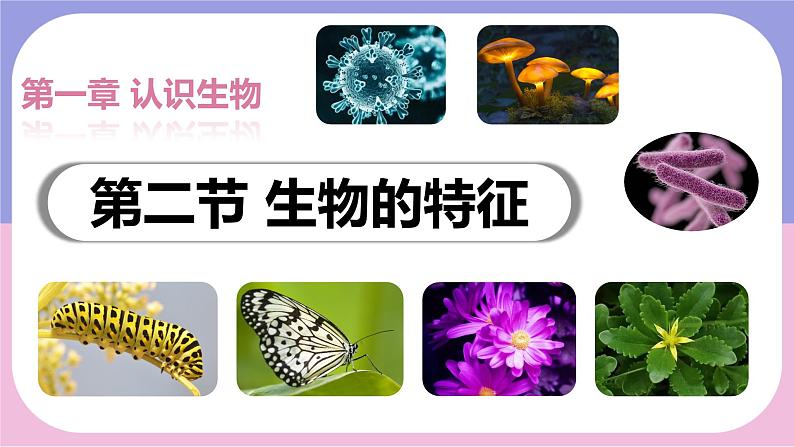 初中 生物 人教版(2024) 七年级上册 第一单元 第一章 第二节 生物的特征 课件02