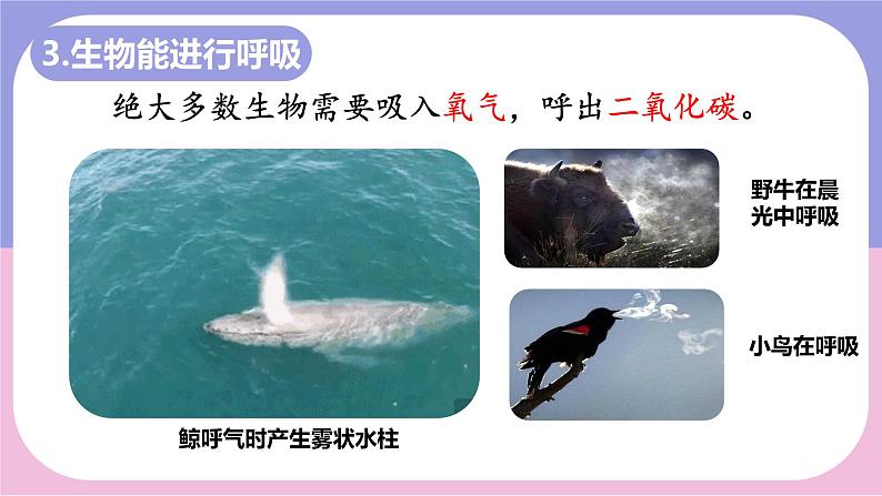 初中 生物 人教版(2024) 七年级上册 第一单元 第一章 第二节 生物的特征 课件07