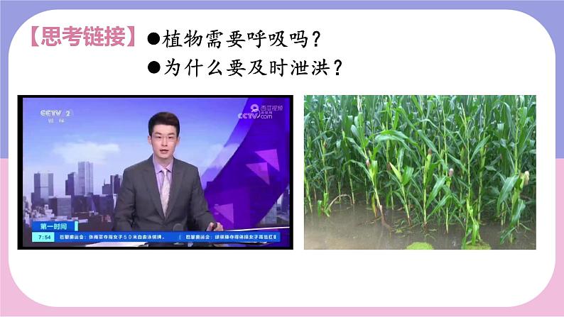 初中 生物 人教版(2024) 七年级上册 第一单元 第一章 第二节 生物的特征 课件08