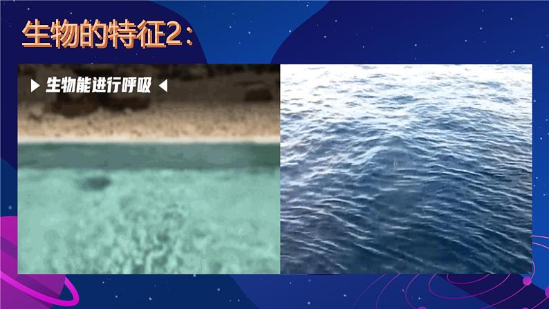 初中 生物 人教版(2024) 七年级上册 第一单元 第一章 第二节 生物的特征 课件第7页