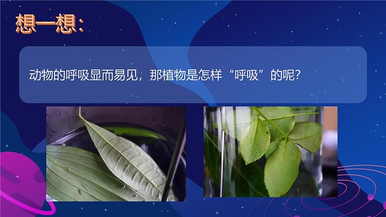 初中 生物 人教版(2024) 七年级上册 第一单元 第一章 第二节 生物的特征 课件第8页