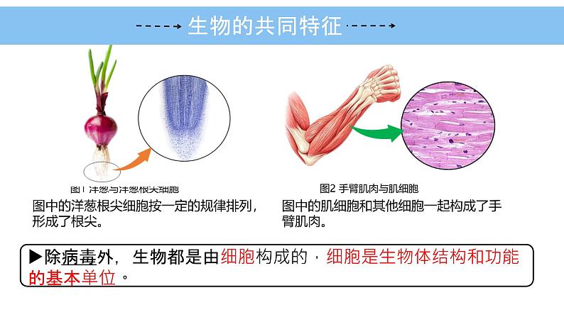 初中 生物 人教版(2024) 七年级上册 第一单元 第一章 第二节 生物的特征 课件第7页