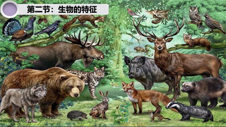 初中 生物 人教版(2024) 七年级上册 第一单元 第一章 第二节 生物的特征 课件第1页