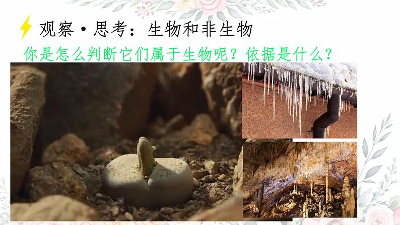 初中 生物 人教版(2024) 七年级上册 第一单元 第一章 第二节 生物的特征 课件第7页