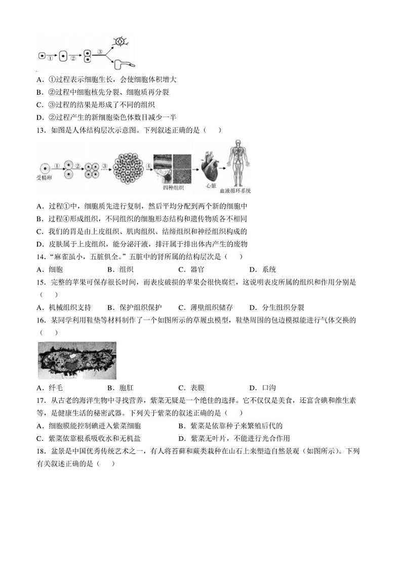 2024~2025学年河南省郑州市七年级(上)期中生物试卷(含答案)第3页