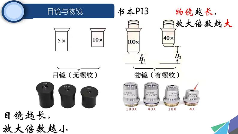 初中 生物 人教版(2024) 七年级上册 第一单元 第二章第一节 学习使用显微镜 课件第8页