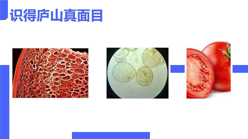 初中 生物 人教版(2024) 七年級上冊 第一單元 第二章第一節(jié) 學(xué)習(xí)使用顯微鏡 課件第2頁