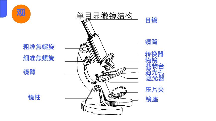 初中 生物 人教版(2024) 七年級上冊 第一單元 第二章第一節(jié) 學(xué)習(xí)使用顯微鏡 課件第7頁