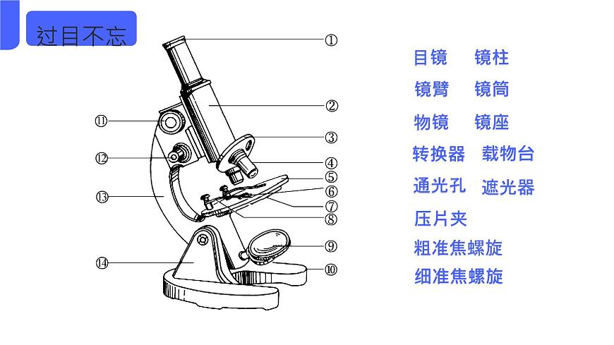 初中 生物 人教版(2024) 七年級上冊 第一單元 第二章第一節(jié) 學(xué)習(xí)使用顯微鏡 課件第8頁