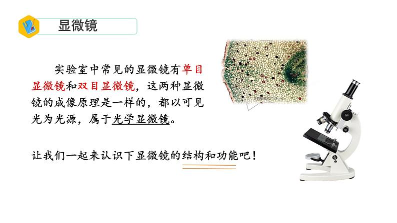 初中 生物 人教版(2024) 七年级上册 第一单元 生物和细胞 第二章 认识细胞 第一节 学习使用显微镜 课件第5页