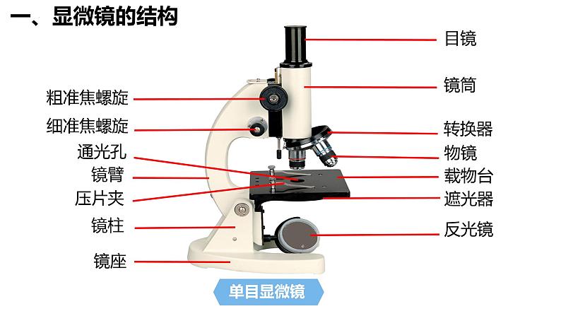 初中 生物 人教版(2024) 七年级上册 第一单元 生物和细胞 第二章 认识细胞 第一节 学习使用显微镜 课件第6页
