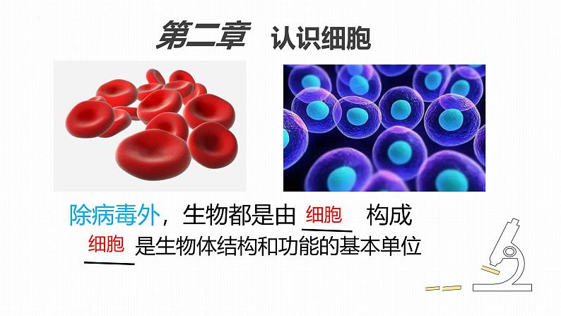初中 生物 人教版(2024) 七年级上册 第一单元 生物和细胞 第二章 认识细胞 第一节 学习使用显微镜 课件第2页