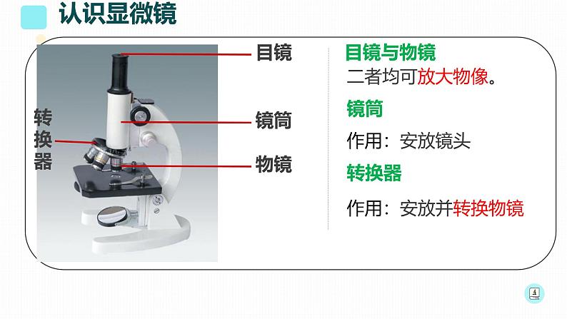 初中 生物 人教版(2024) 七年级上册 第一单元 生物和细胞 第二章 认识细胞 第一节 学习使用显微镜 课件第5页