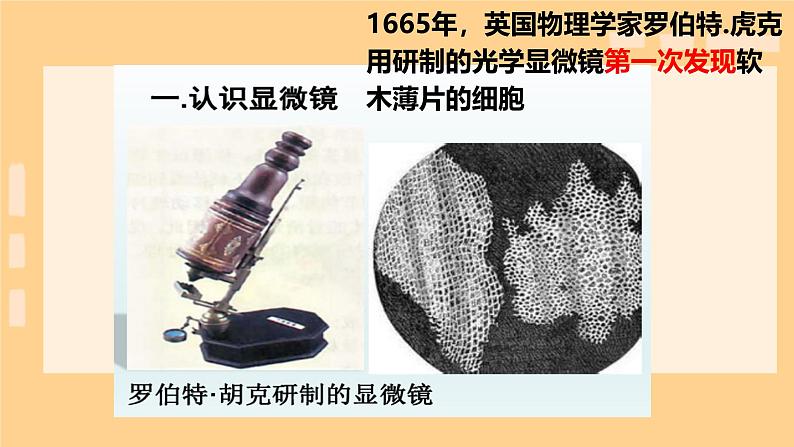 初中 生物 人教版(2024) 七年级上册 第一单元 生物和细胞 第二章 认识细胞 第一节 学习使用显微镜 课件第5页