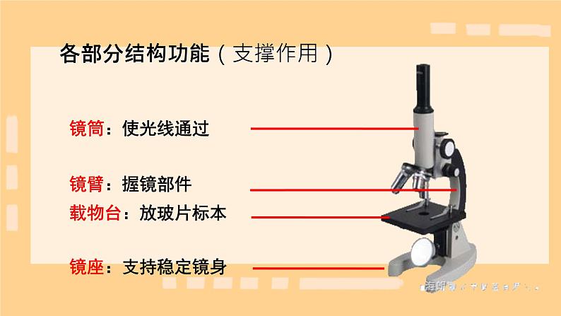 初中 生物 人教版(2024) 七年级上册 第一单元 生物和细胞 第二章 认识细胞 第一节 学习使用显微镜 课件第7页