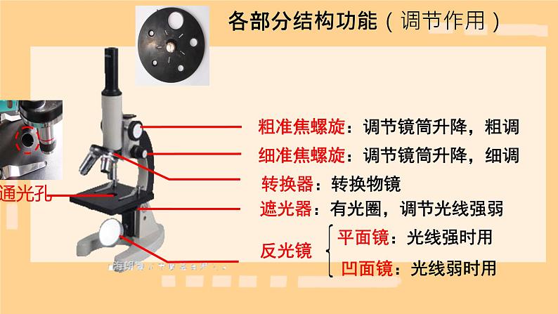 初中 生物 人教版(2024) 七年级上册 第一单元 生物和细胞 第二章 认识细胞 第一节 学习使用显微镜 课件第8页
