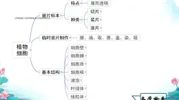 初中  生物  人教版（2024）  七年级上册  第一单元   第二章 认识细胞第三节 动物细胞 课件