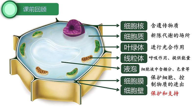初中 生物 人教版(2024) 七年级上册 第一单元 第二章 认识细胞第三节 动物细胞 课件第3页
