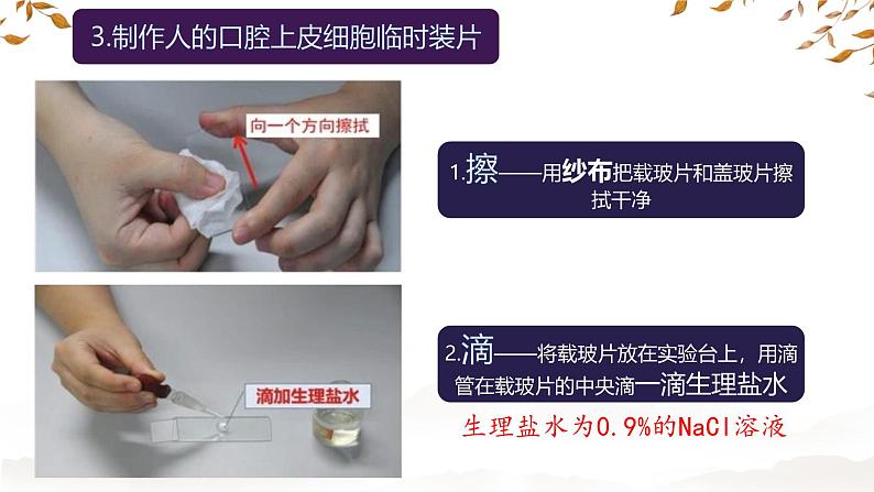 初中 生物 人教版(2024) 七年级上册 第一单元 第二章 认识细胞第三节 动物细胞 课件第6页