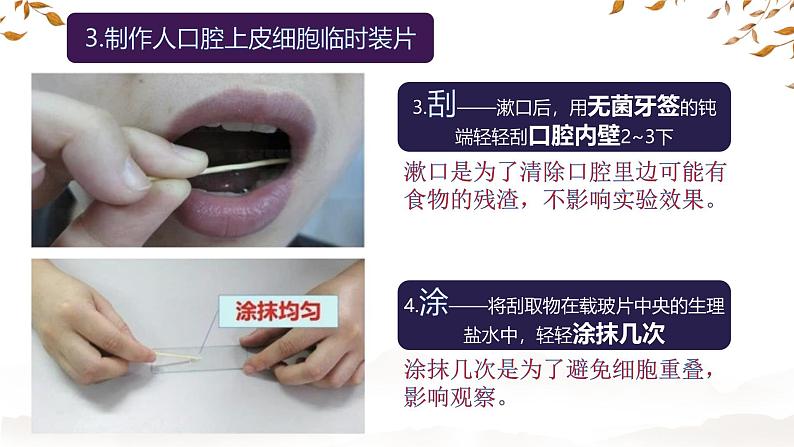 初中 生物 人教版(2024) 七年级上册 第一单元 第二章 认识细胞第三节 动物细胞 课件第8页