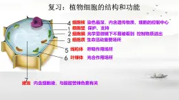 初中  生物  人教版（2024）  七年级上册  第一单元   第二章 认识细胞第三节 动物细胞 课件