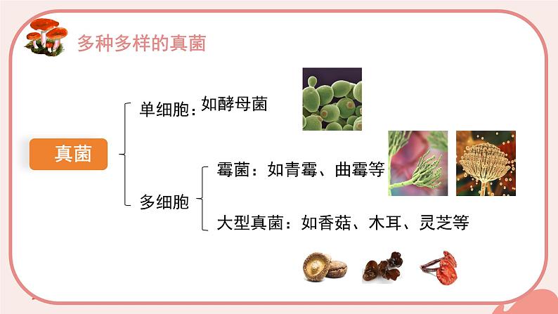 初中 生物 人教版(2024) 七年级上册(2024) 第二单元 多种多样的生物 第三章 微生物 第三节 真菌 课件第3页