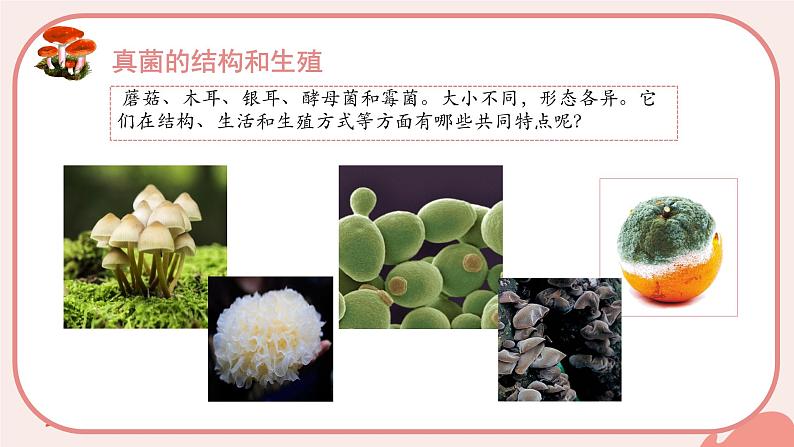 初中 生物 人教版(2024) 七年级上册(2024) 第二单元 多种多样的生物 第三章 微生物 第三节 真菌 课件第4页