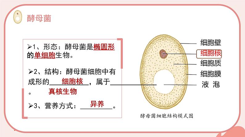 初中 生物 人教版(2024) 七年级上册(2024) 第二单元 多种多样的生物 第三章 微生物 第三节 真菌 课件第7页