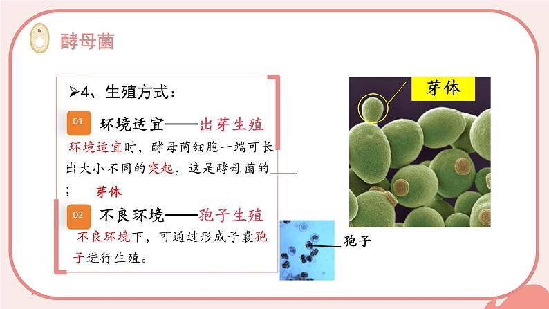 初中 生物 人教版(2024) 七年级上册(2024) 第二单元 多种多样的生物 第三章 微生物 第三节 真菌 课件第8页