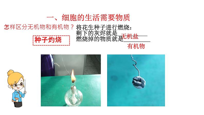 初中 生物 人教版(2024) 七年级上册 第一单元 第二章 认识细胞 第四节 细胞的生活 课件第7页