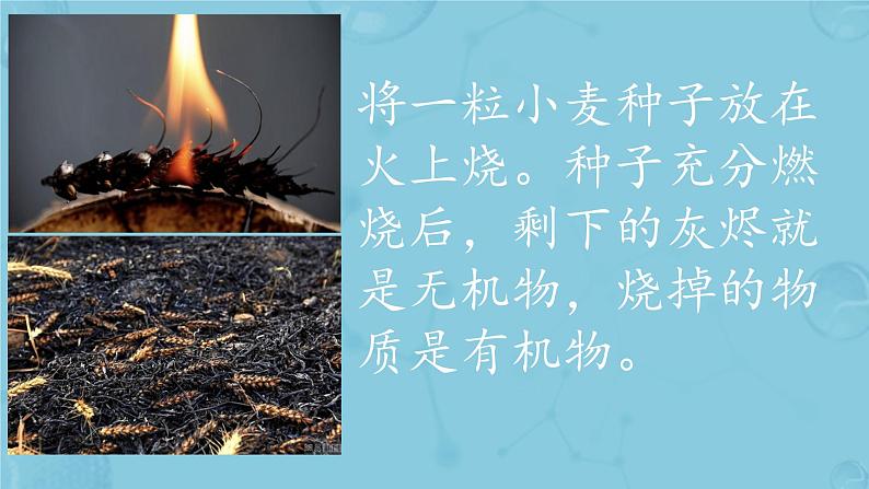 初中 生物 人教版(2024) 七年级上册 第一单元 第二章 认识细胞 第四节 细胞的生活 课件第5页