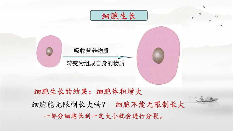 初中 生物 人教版(2024) 七年级上册 第一单元 第三章 第一节 细胞通过分裂产生新细胞 课件第5页
