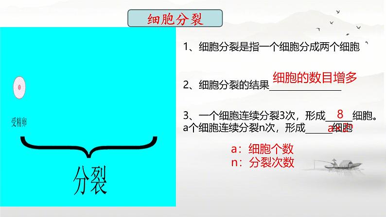 初中 生物 人教版(2024) 七年级上册 第一单元 第三章 第一节 细胞通过分裂产生新细胞 课件第6页