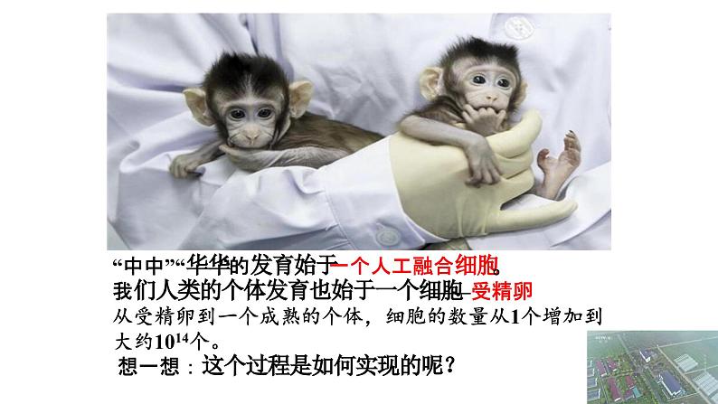 初中 生物 人教版(2024) 七年级上册 第一单元 第三章 第一节 细胞通过分裂产生新细胞 课件02