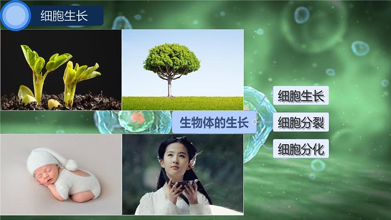 初中 生物 人教版(2024) 七年级上册 第一单元 第三章 第一节 细胞通过分裂产生新细胞 课件04