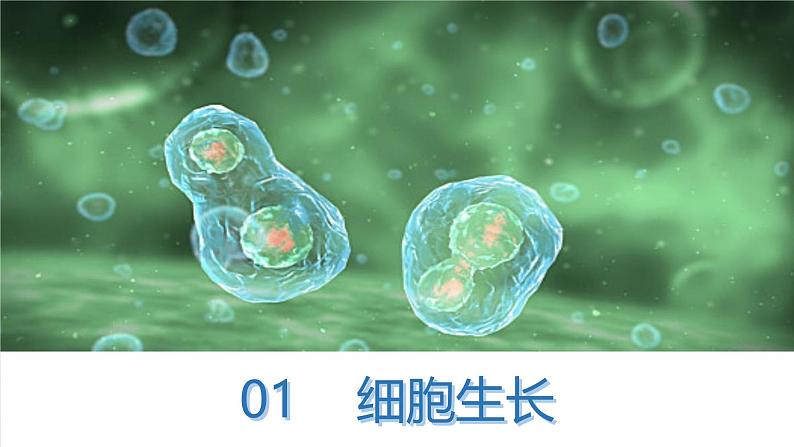 初中 生物 人教版(2024) 七年级上册 第一单元 第三章 第一节 细胞通过分裂产生新细胞 课件05
